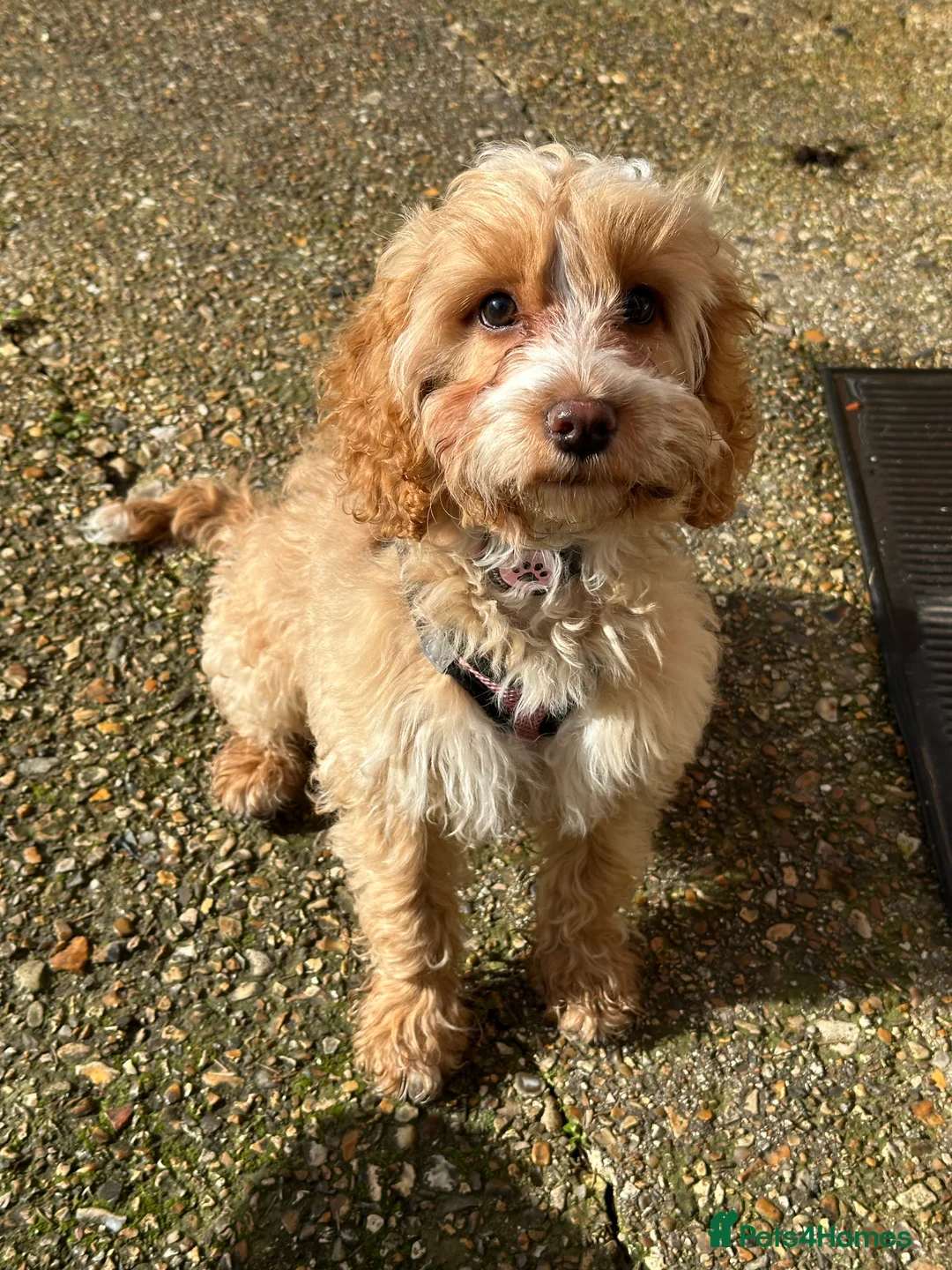 Cockapoo dogs for sale: 4-Month-Old Cockapoo Puppy Looking forForever Home - Advert 7