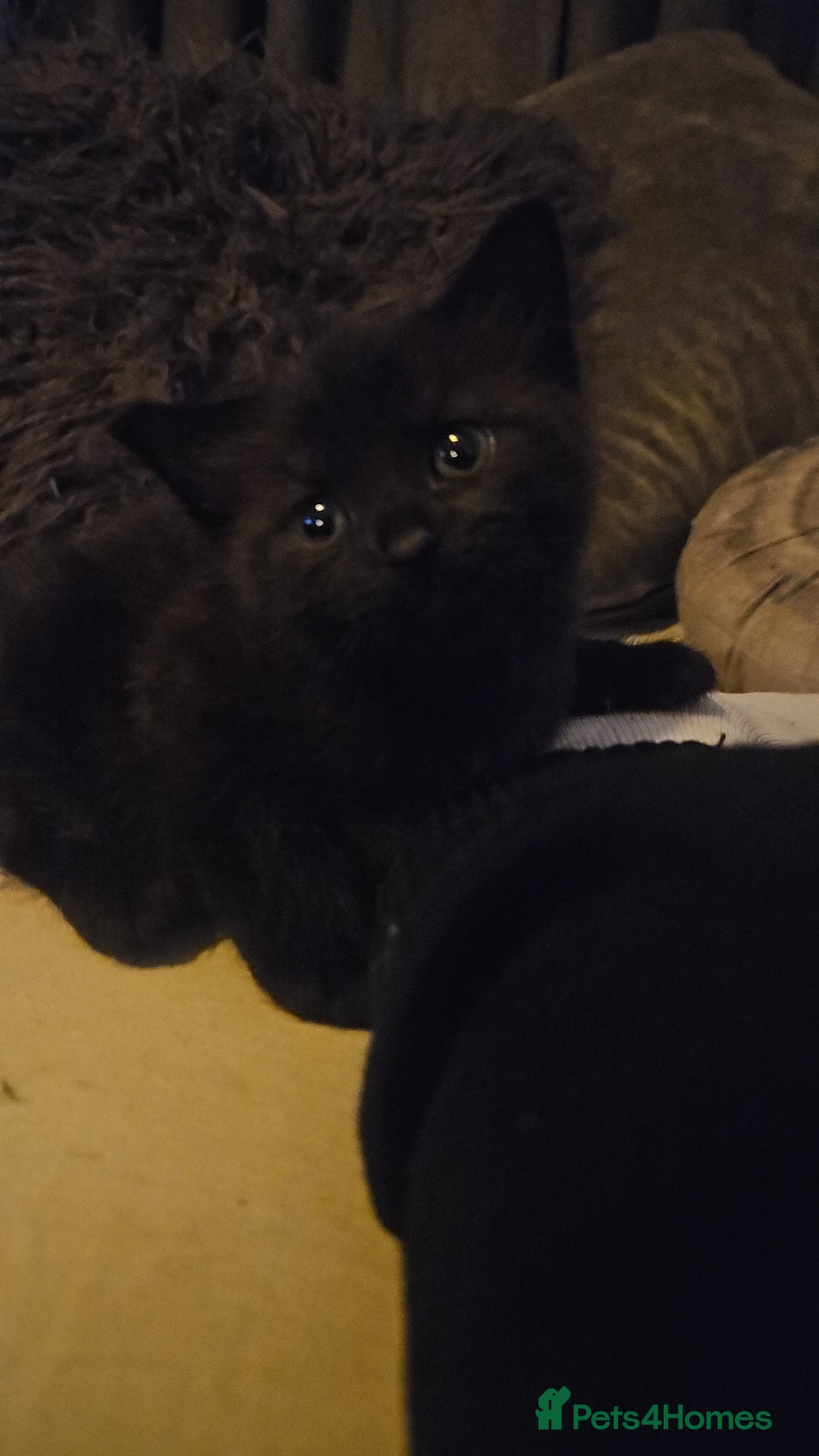 Mixed Breed cats for sale: 4 beautiful mixed kittens  - Image 3