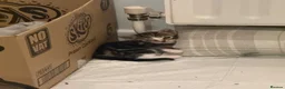 Domestic Shorthair cats for sale: 3 lovely kittens  in Worksop - Advert 6
