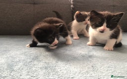 Mixed Breed cats for sale: 5 kittens for sale - Advert 10