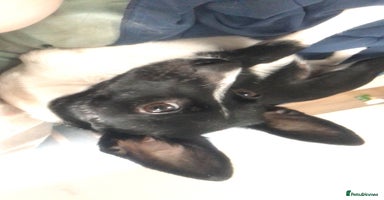 Patterjack dogs - Advert 4