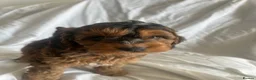 Cockapoo dogs for sale: Ready to leave Cockerpoo Puppies F1 - Advert 15