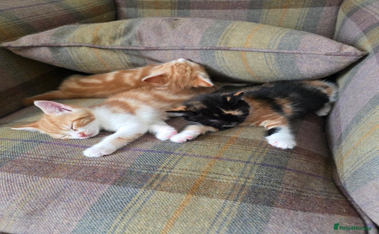 Mixed Breed cats - Advert 4