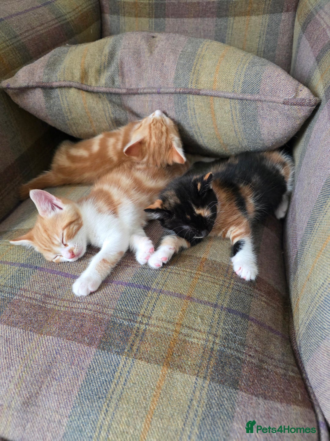 Mixed Breed cats for sale: 3 gorgeous kittens - Image 1