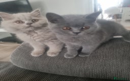 British Shorthair cats for sale: TOP💗 Quality British Shorthair 😻Kittens💋 - Image 18