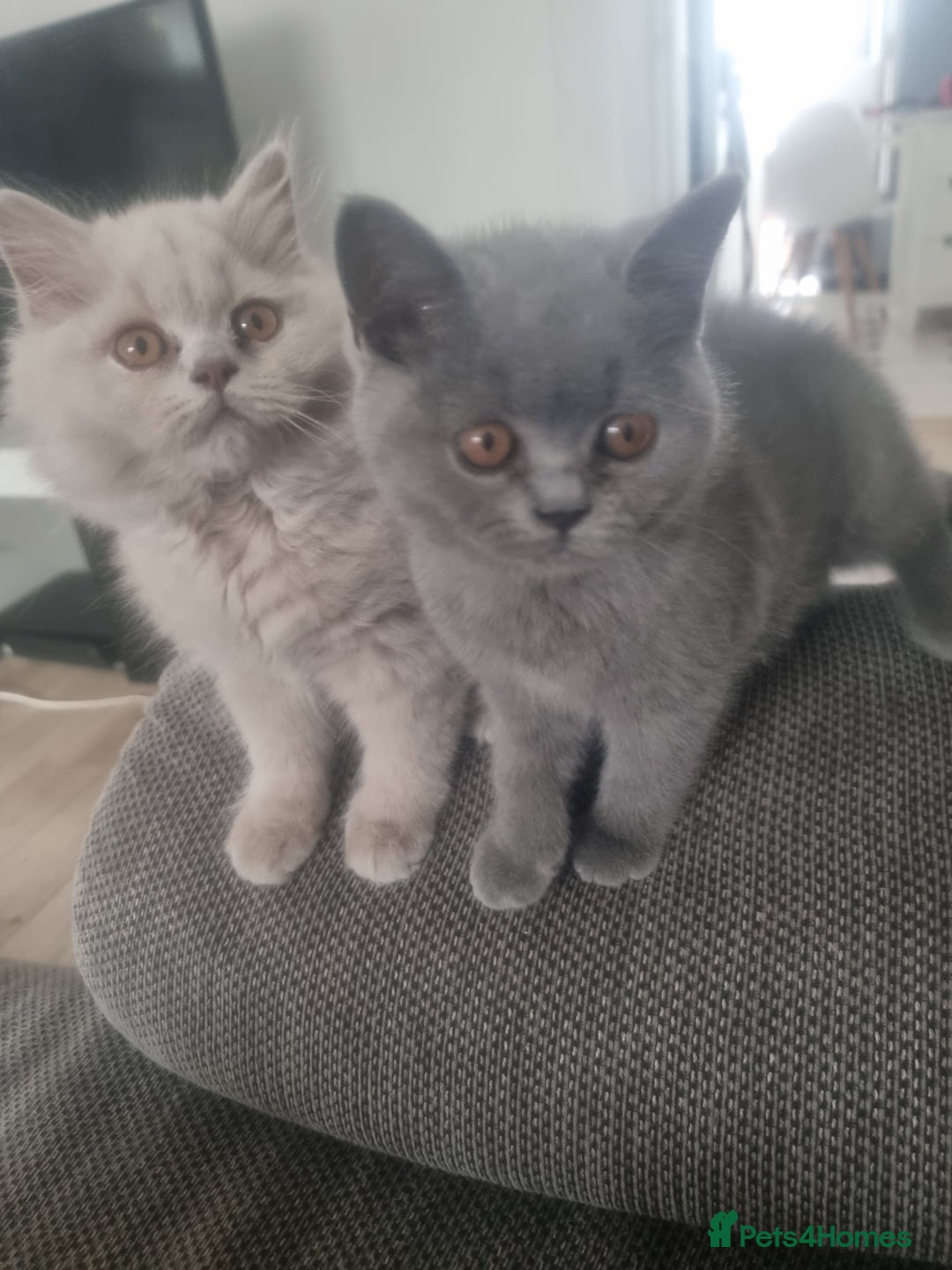 British Shorthair cats for sale: TOP💗 Quality British Shorthair 😻Kittens💋 - Image 18