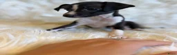Italian Greyhound dogs for sale: ✨ KC Registered Italian Greyhound puppies ✨ - Advert 36