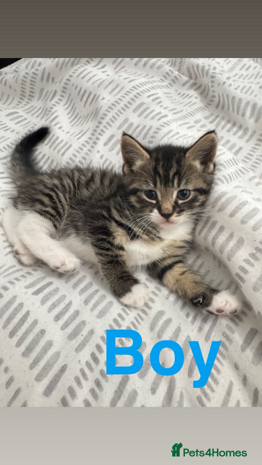 Mixed Breed cats for sale: Beautiful kittens for sale  - Image 11