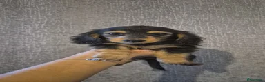 Miniature Dachshund 2