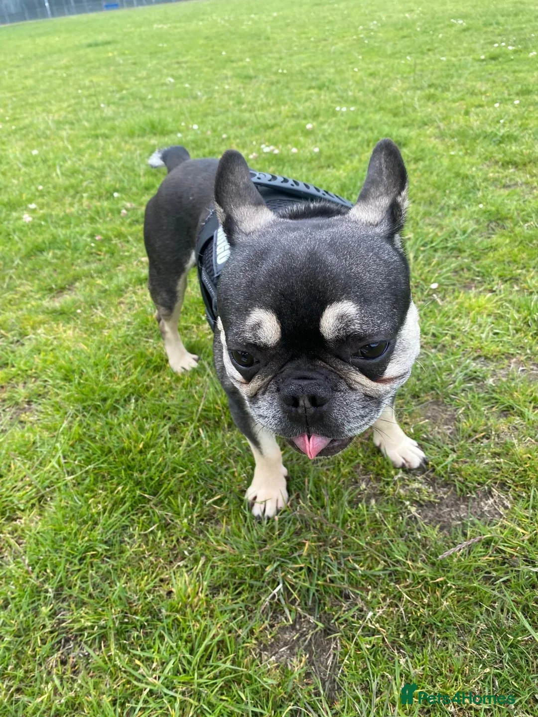 French Bulldog dogs for sale: 5 year old frenchie  in Woking - Advert 2