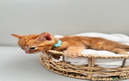 Ragdoll cats for sale: CUTE AND PLAYFUL HALF RAGDOLL KITTENS  - Image 18