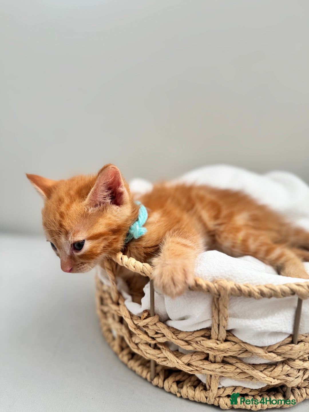 Ragdoll cats for sale: CUTE AND PLAYFUL HALF RAGDOLL KITTENS  - Image 18