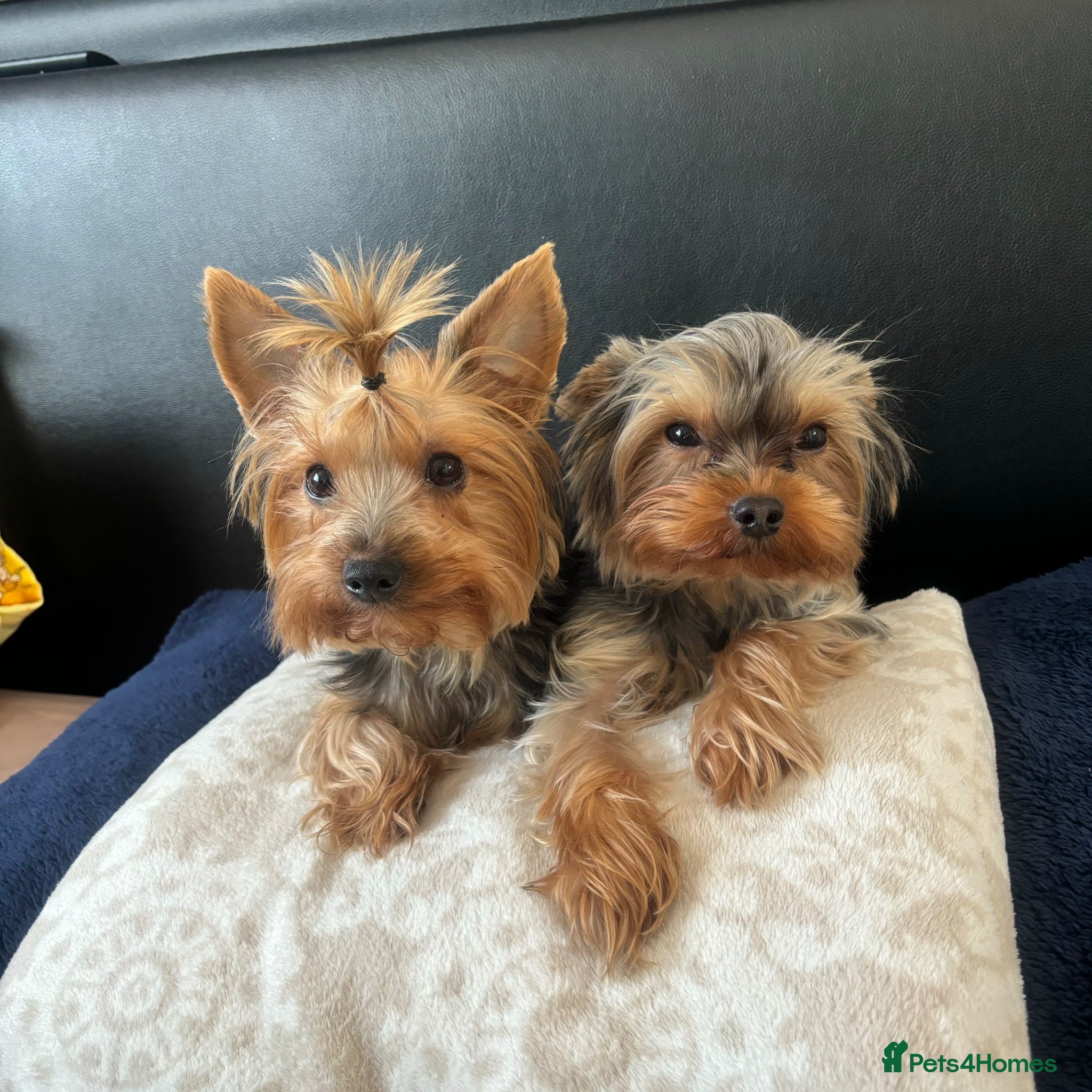 Yorkshire Terrier dogs 💛 Tiny hearts looking for loving arms 💛 - Advert 2