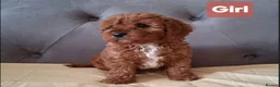 Cavapoo dogs for sale: Gorgeous cavapoo puppies health tested parents - Advert 4