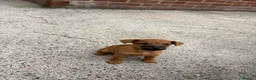 Lakeland Terrier dogs for sale: Lakeland terriers READY NOW - Advert 11