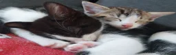 Mixed Breed cats for sale: Mixed bread kittens for sale 3x male 1 female  in Halifax - Advert 11