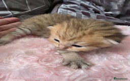Scottish Fold cats for sale: 5 Beautiful ScottishFolds Kittens - Image 15