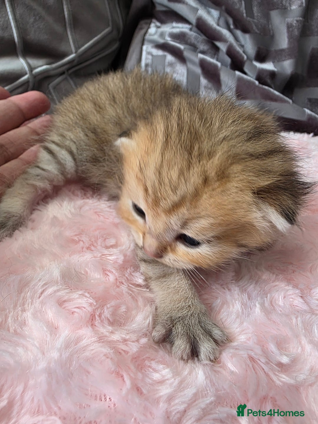 Scottish Fold cats for sale: 5 Beautiful ScottishFolds Kittens - Image 15