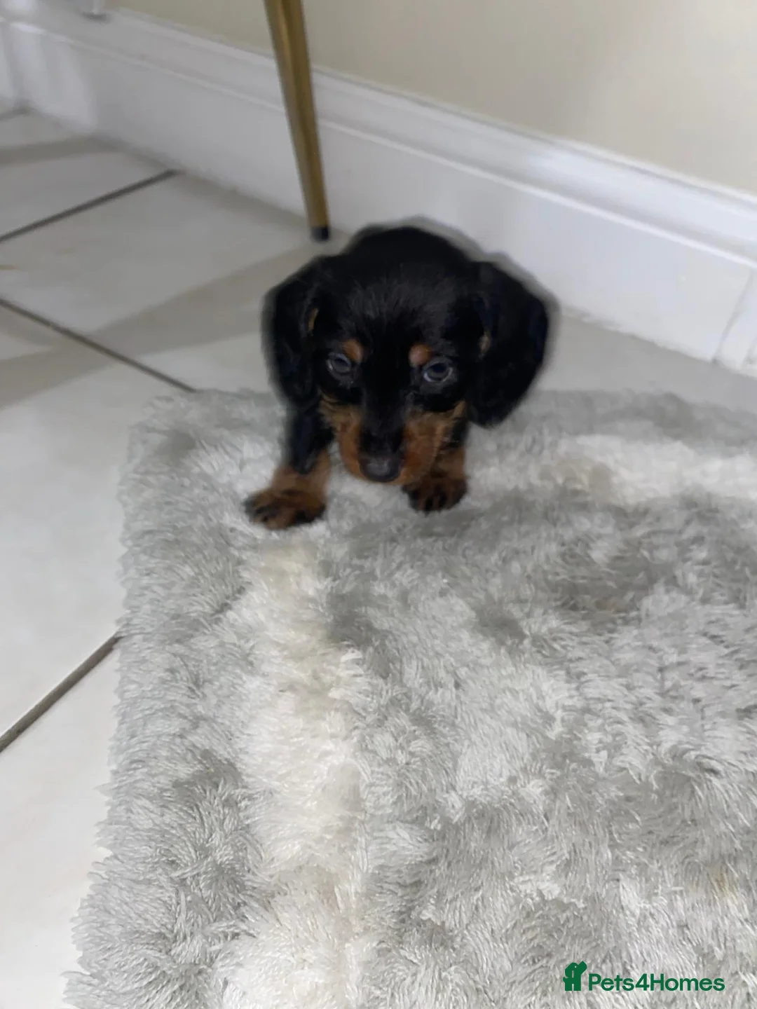 Miniature Dachshund dogs for sale: Beautiful Teckle puppies (Wire Hair Dachshunds) - Advert 5