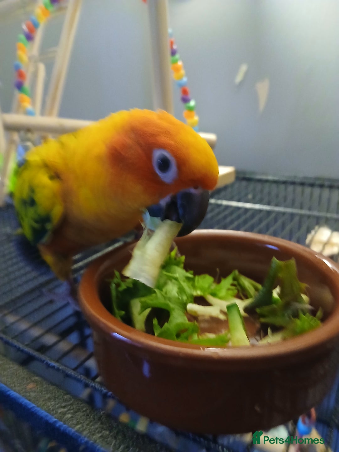Conures birds for sale: Baby female Sun Conure. DNA certificate. - Advert 2