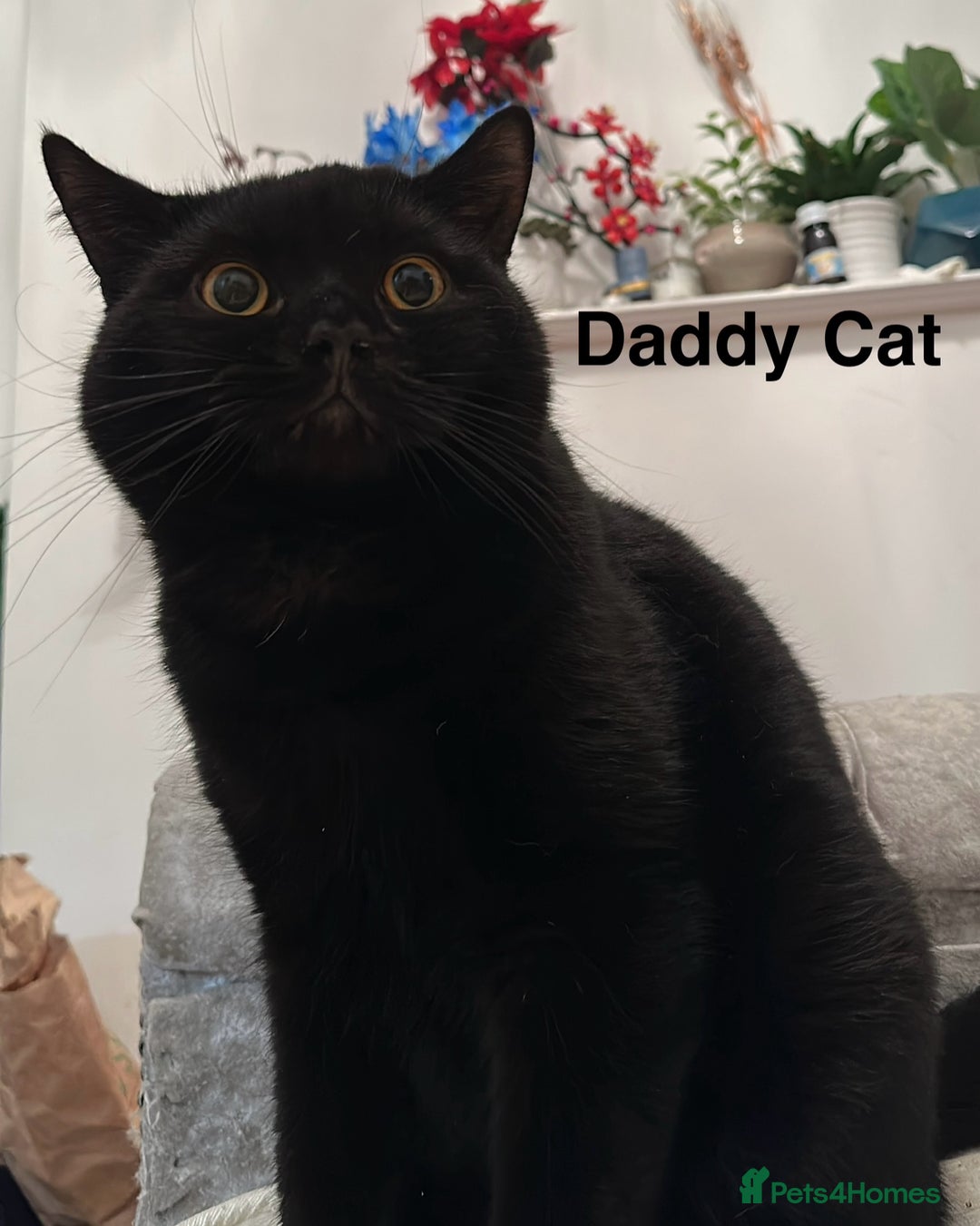 British Shorthair cats for sale: Cat with 6 kittens  - Image 10
