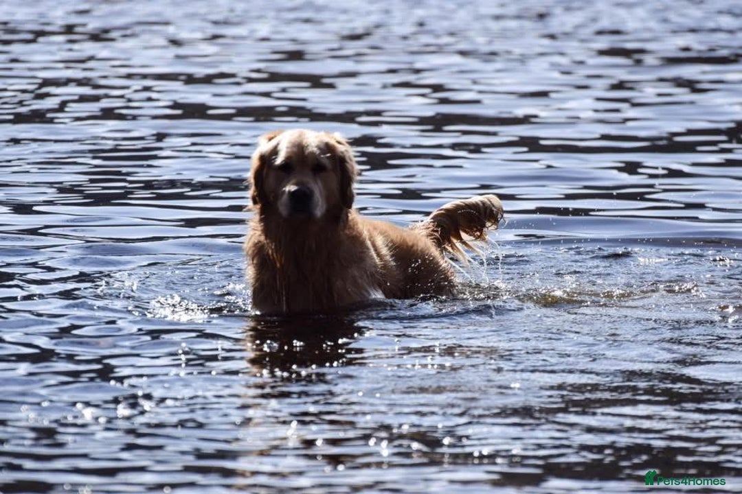 Golden Retriever dogs for stud: Jai- for stud - Advert 5