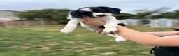 English Springer Spaniel dogs for sale: READY FOR THEIR NEW HOMES!! KC registered - Advert 16