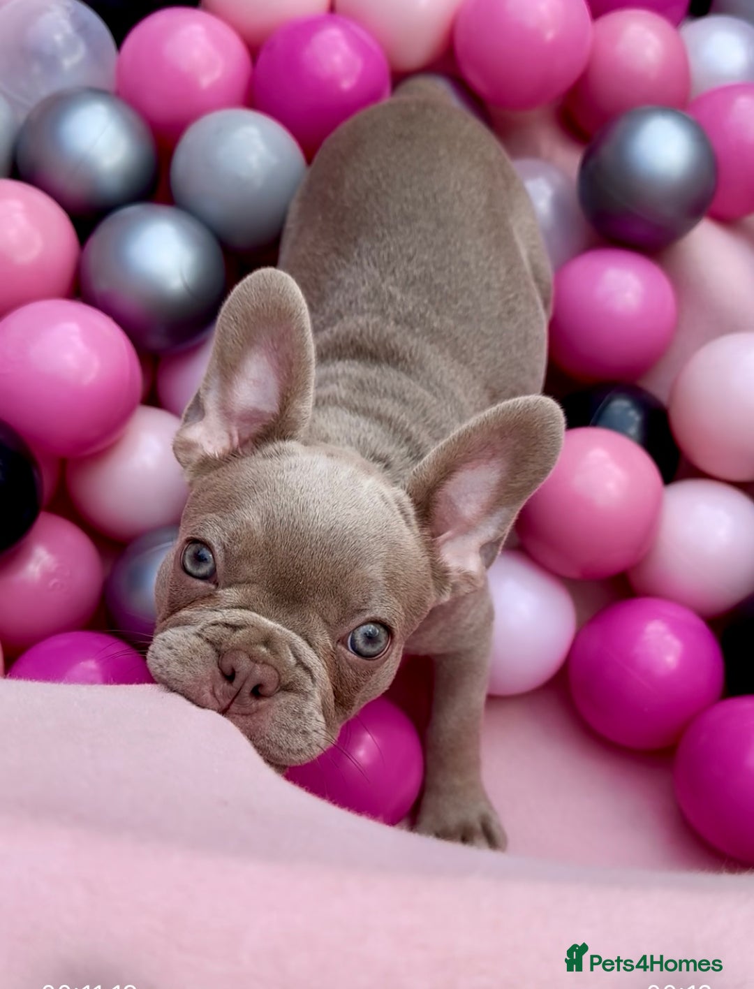 French Bulldog dogs for sale: Outstanding Isabella & Rojo French Bulldog puppies - Image 2