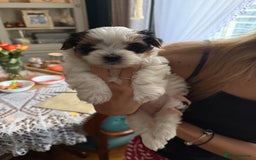 Biewer Terrier dogs for sale: Two beautiful puppies for sale. 1 boy 1 girl - Advert 6
