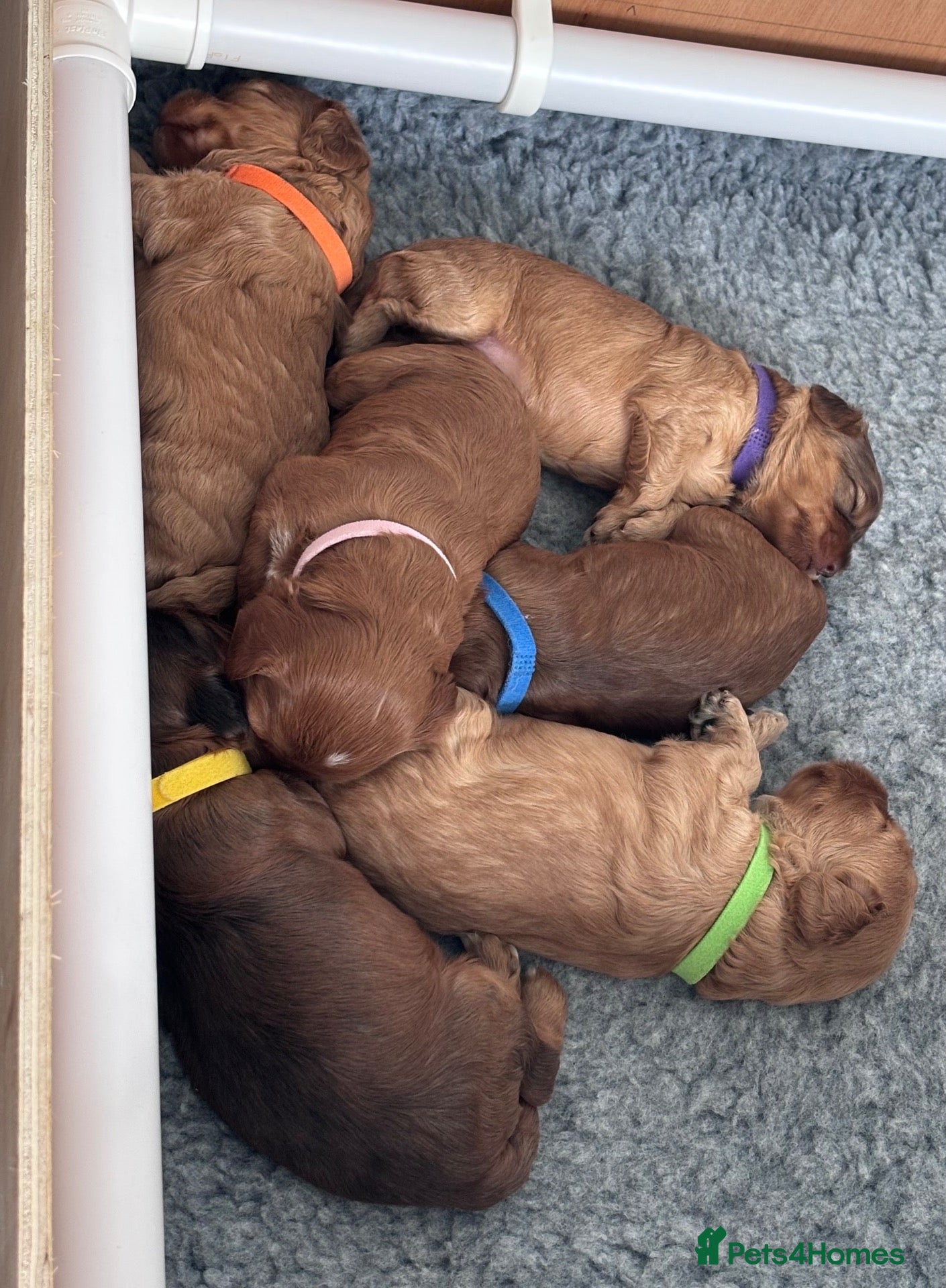 Cockapoo dogs 2 LEFT! Toy F2 Cockapoo Puppies - Poole, VIEW NOW - Advert 2