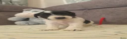 Miniature Schnauzer dogs for sale: Gorgeous kc registered miniature schnauzer puppies - Advert 25