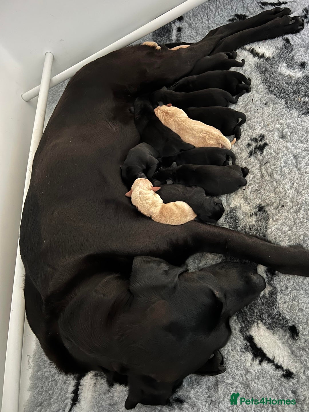 Labrador Retriever dogs for sale: Ready now from Plettenberg Labradors, KC Reg. - Image 9