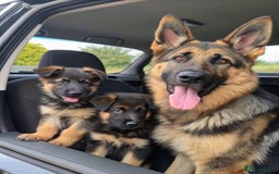 German Shepherd dogs for sale: 🐾❤️ Our German Shepherd Puppies for Sale 🐶✨ - Image 7