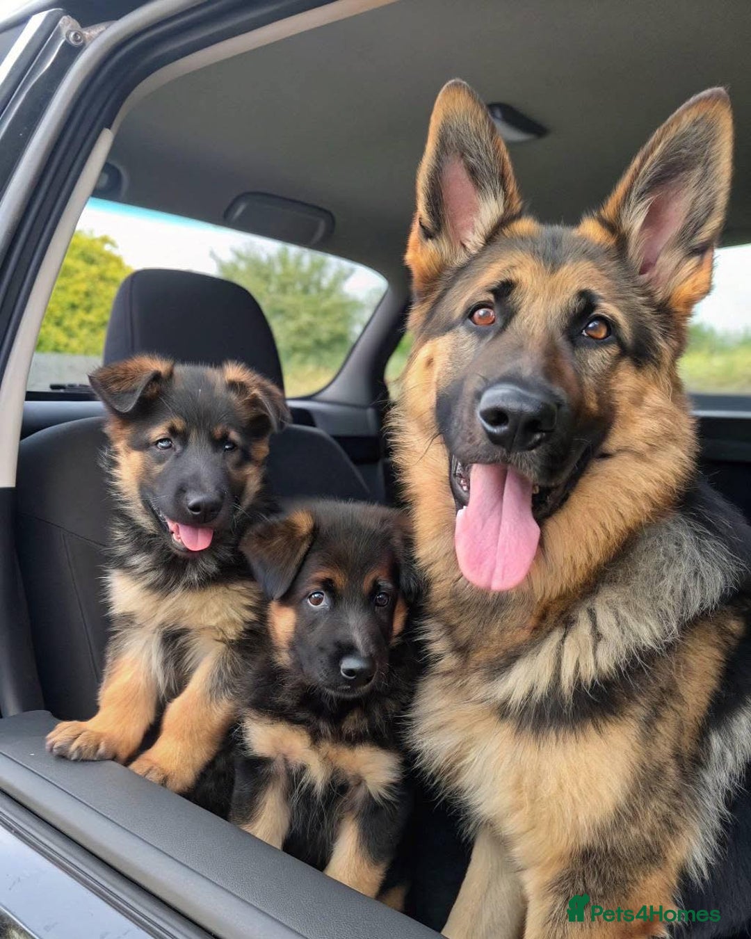 German Shepherd dogs for sale: 🐾❤️ Our German Shepherd Puppies for Sale 🐶✨ - Image 7