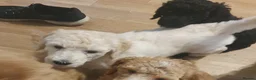 Standard Poodle dogs for sale: Standard poodle puppy's kc reg - Advert 18