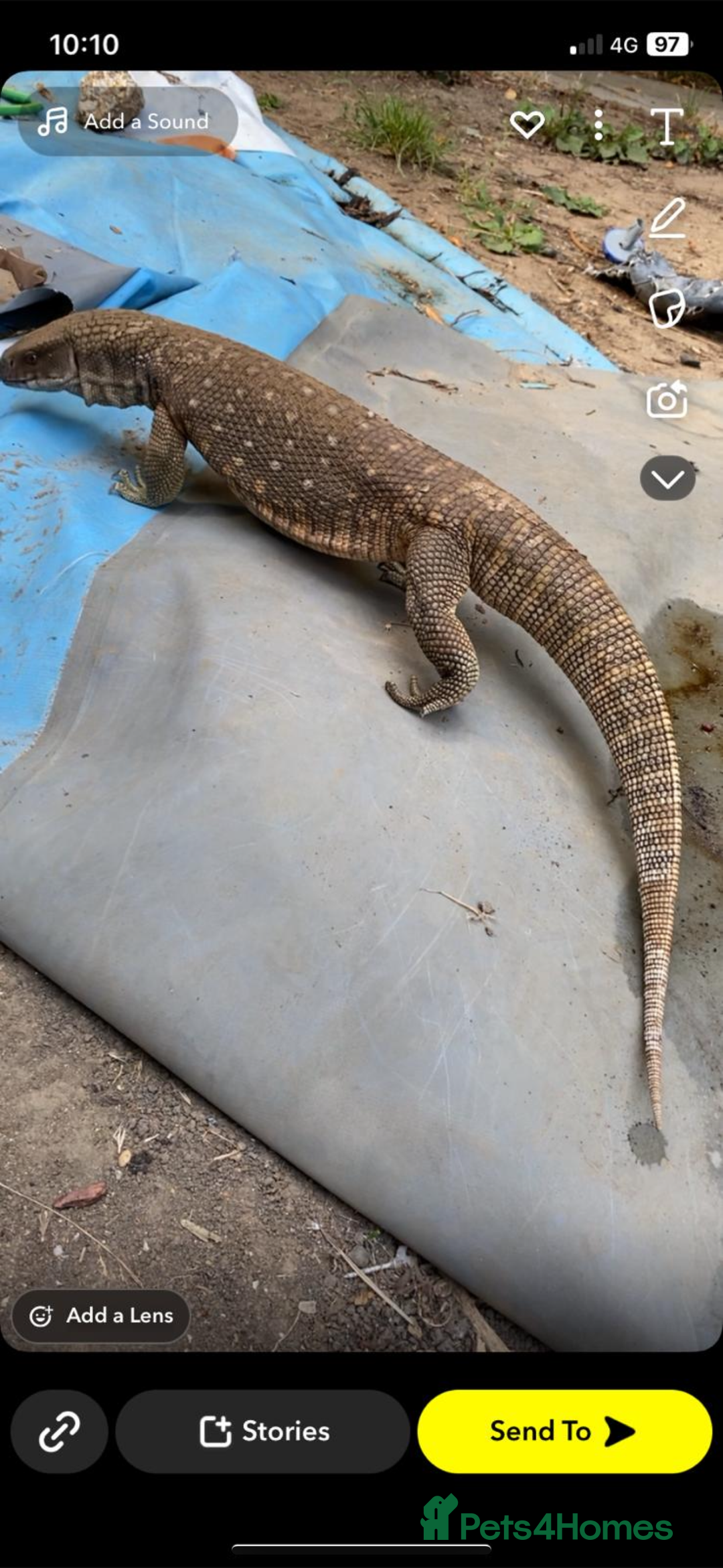 Monitor reptiles for sale: Servanah monitor  - Image 4