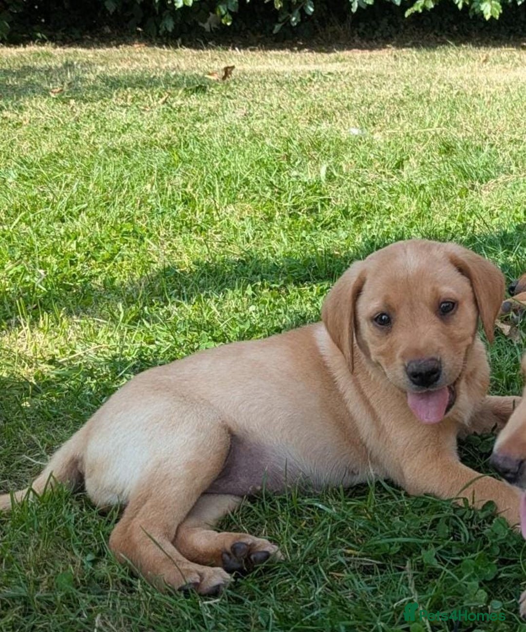Labrador Retriever dogs for sale: Fully Health Checked Labrador Puppies - Image 5