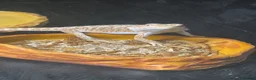 Bearded Dragon reptiles for sale: 4 month old bearded dragon  - Advert 4