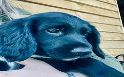 Sprocker dogs for sale: Adorable sprockers  - Image 36