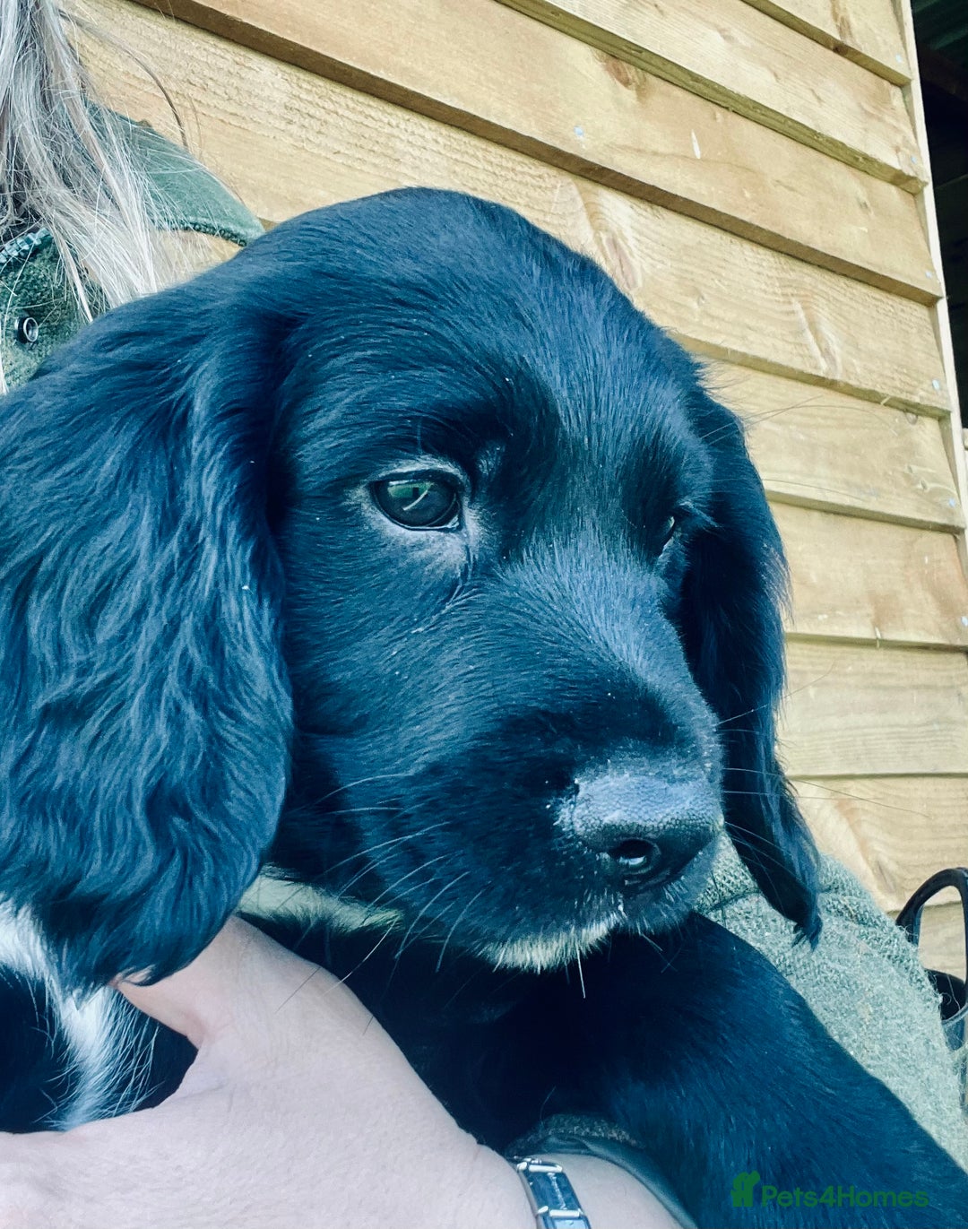 Sprocker dogs for sale: Adorable sprockers  - Image 36
