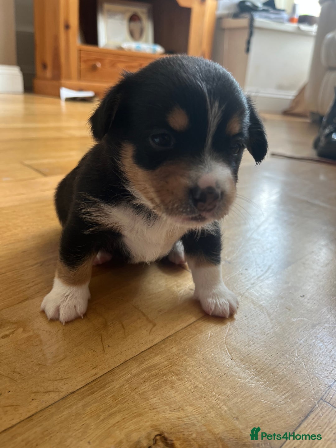 Mixed Breed dogs for sale: 1/4 pomerainian 3/4 jack Russel  - Image 3