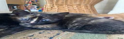 Maine Coon cats for sale: Kittens Maine coon  - Advert 21