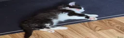 Mixed Breed cats for sale: Affectionate kitten seeking a loving forever home - Advert 2