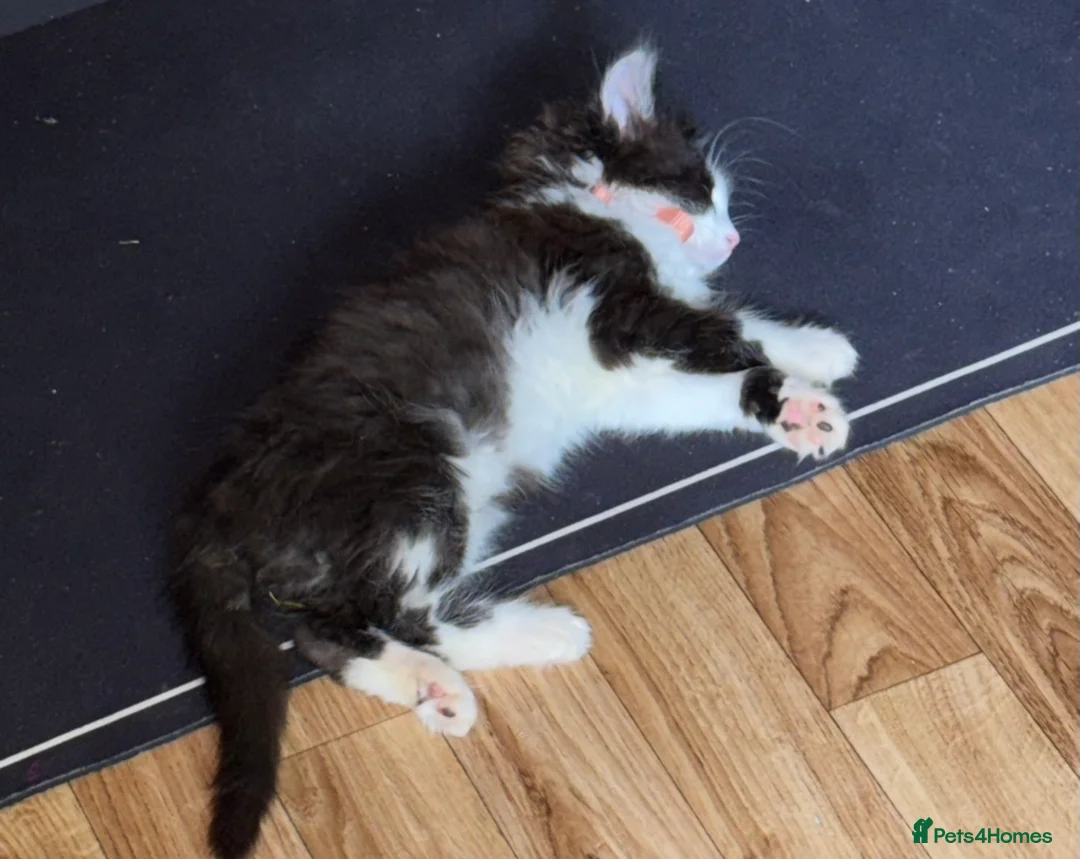 Mixed Breed cats for sale: Affectionate kitten seeking a loving forever home - Advert 2
