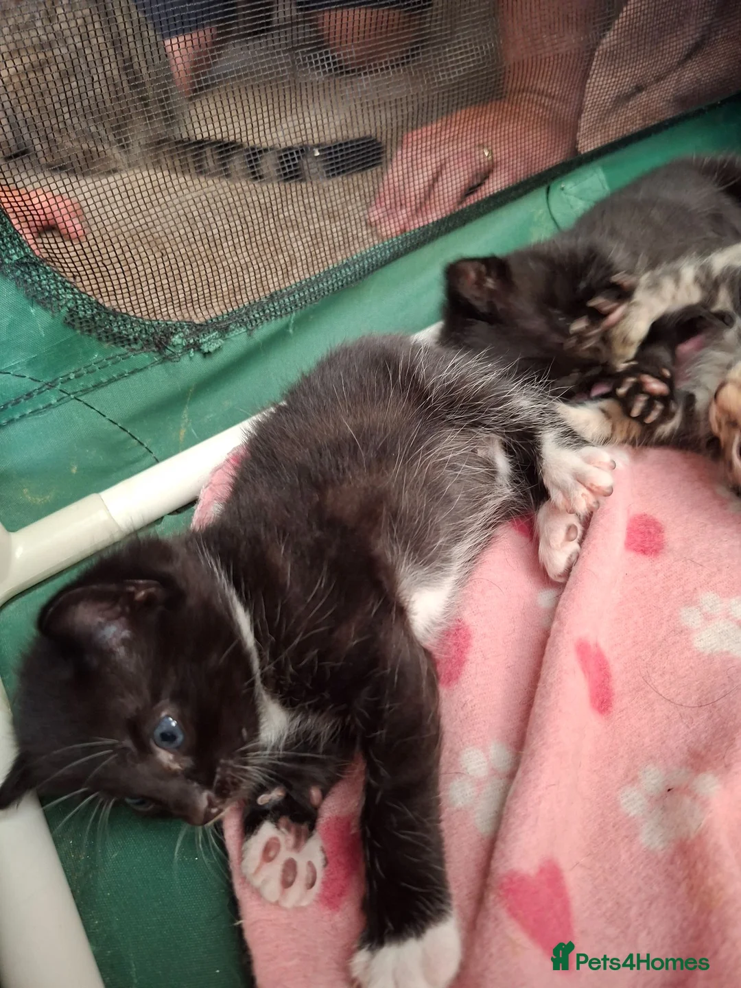 Mixed Breed cats for sale: Beautiful mixed breed kittens in Rugby - Advert 10