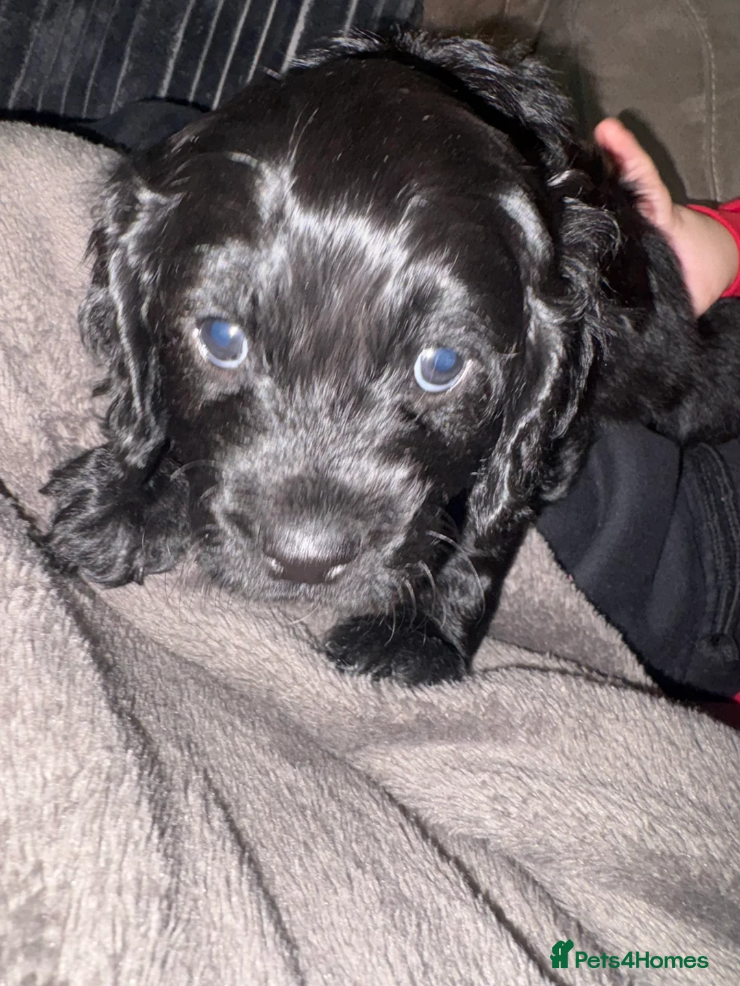 Mixed Breed dogs for sale: Beautiful Cavapoo puppies  - Advert 27