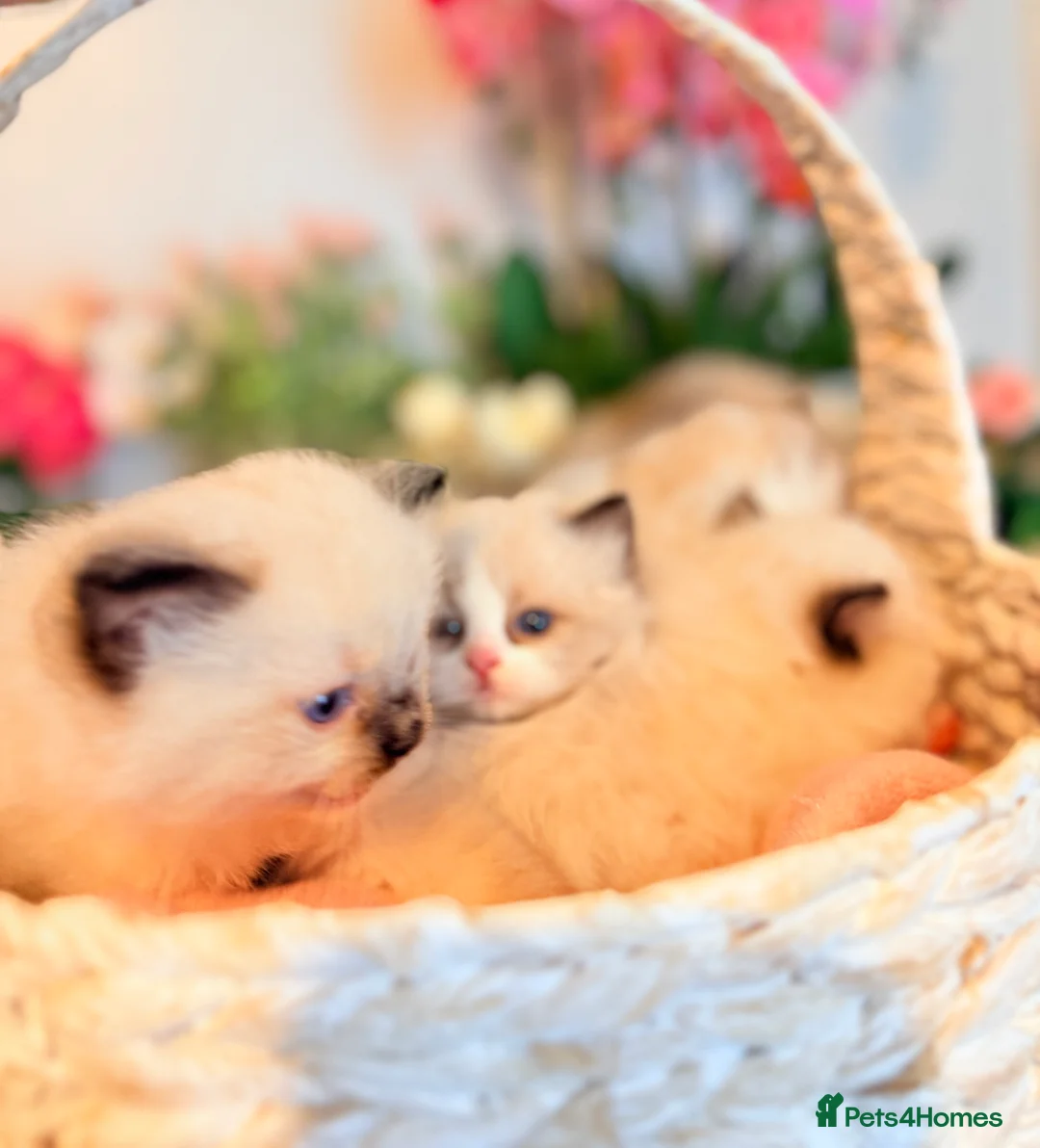 Ragdoll cats for sale: 🩷✨🏅GRAND CHAMP LINE TOP QUALITY RAGDOLLS - Advert 10
