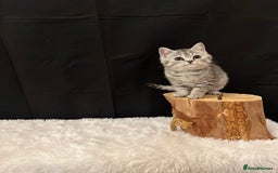 British Shorthair cats for sale: Silver Spotted Full Pedigree Registered BSH - Image 16
