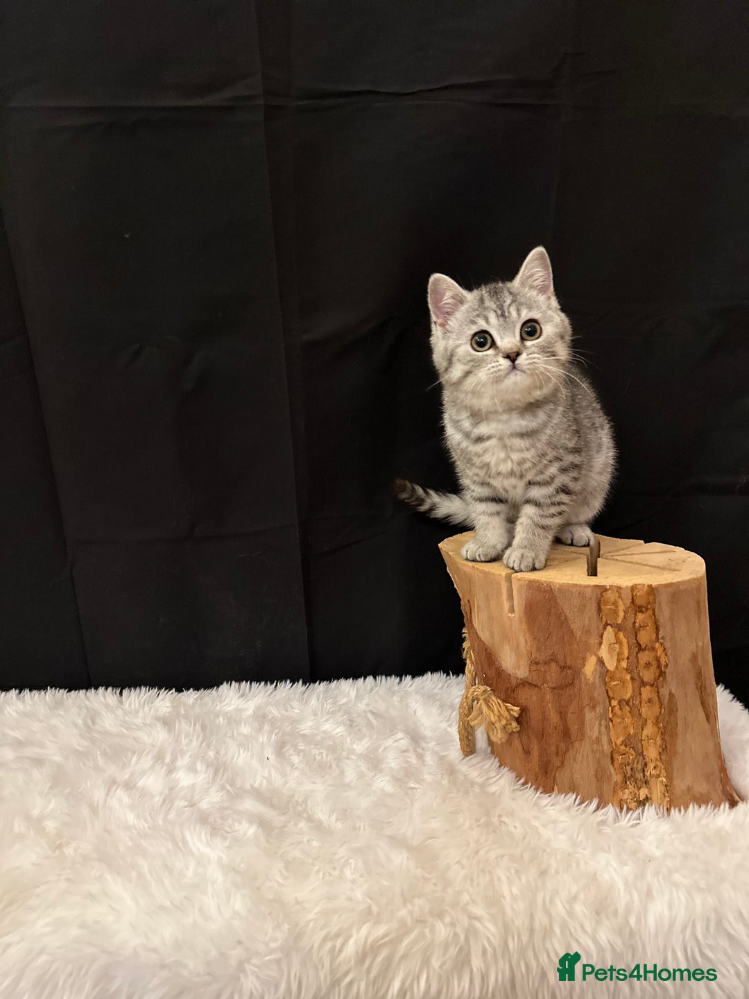 British Shorthair cats for sale: Silver Spotted Full Pedigree Registered BSH - Image 16