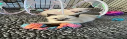 Ragdoll cats for sale: Beautiful full pedigree Ragdoll kittens Seal Blue in Hove - Advert 10